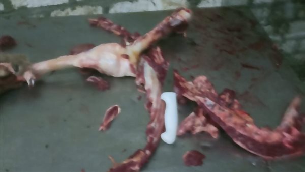  ضبط لحوم حمير 