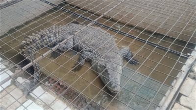 احد المربين للتماسيح بأسوان: لم التمساح يموت بنحنطه علشان وجوده بيمنع الحسد