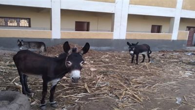 تكلف أكثر من 3 ملايين جنيه.. الحيوانات تحتل معهدًا أزهريًا بسوهاج.. والأهالي يطالبون المسؤولين بالتدخل