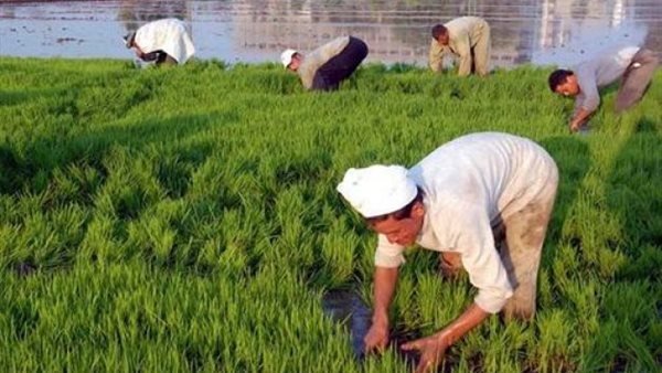 الزراعة في مصر