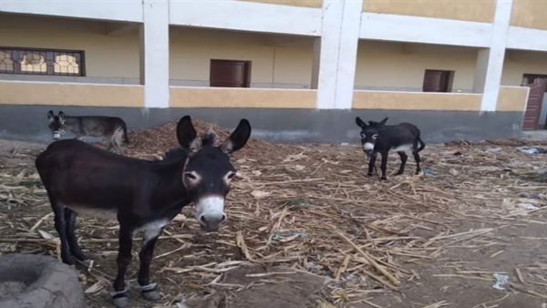 الحيوانات تحتل معهد