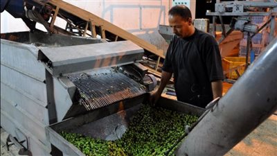 تعرف على مراحل عصر واستخراج زيت الزيتون بشمال سيناء