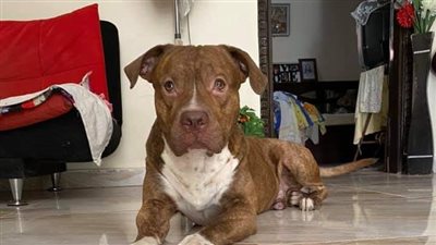 مهندس بقنا يرصد مكافأة مالية 1000 جنيه للبحث عن كلبه المفقود