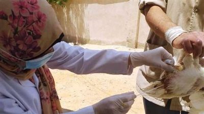 تحصين 28390 طائر ضد الأمراض الوبائية بكفر الشيخ