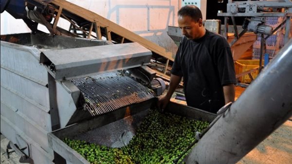 محصول الزيتون الزيتي