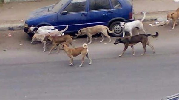 انتشار الكلاب بالإسكندرية