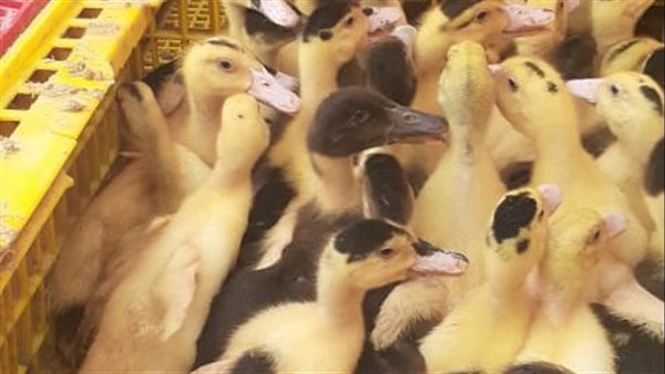 مشروع تربية البط