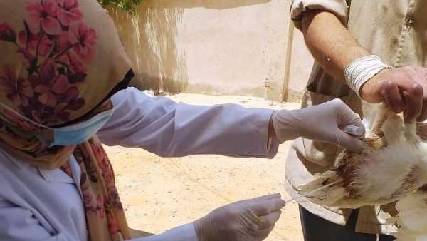 تحصين الطيور - صورة