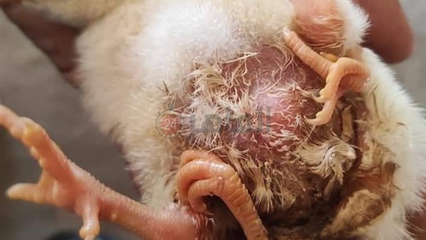 كتكوت بأربع أرجل