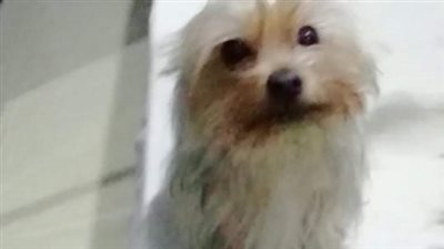 كلب معروض للتبني بالغردقة يثير الجدل على فيسبوك 