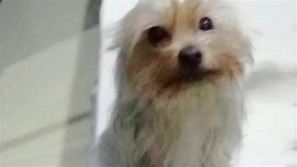 الكلب المعروض للتبني