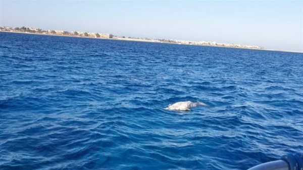 نفوق حيوان الدوجنج