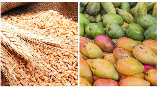 تأثر المانجو وصمود