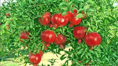 نقيب الفلاحين: نزرع 80 ألف فدان من الرمان ونصدر 100ألف طن سنويا