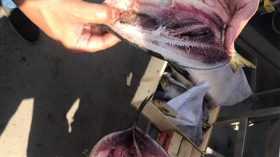 ضبط 3 آلاف كيلو رنجة و96 كجم لحوم فاسدة بالغربية | صور