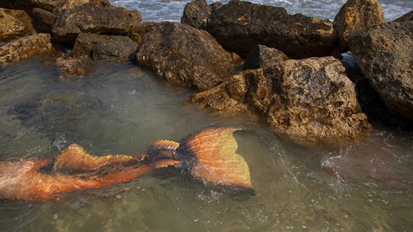 عروس بحر نافقة بالبحر