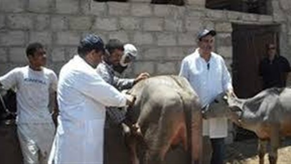 الكشف على رؤوس ماشية