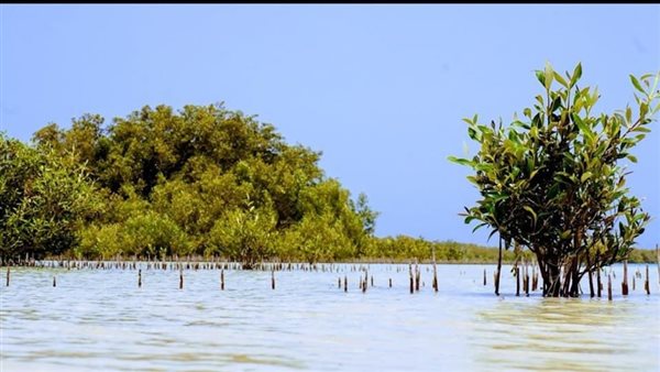 محمية نبق بجنوب سيناء