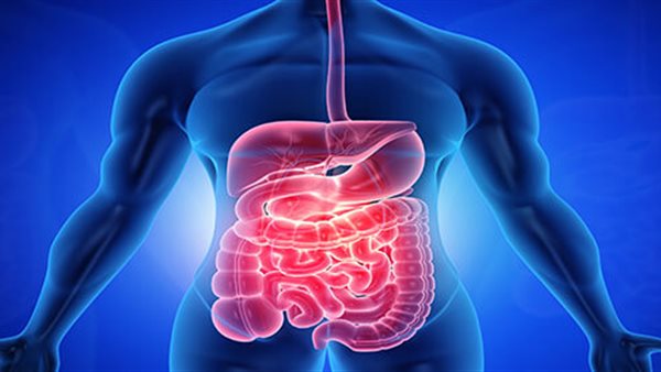 الجهاز الهضمي 