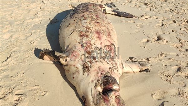 عروس البحر النافقة