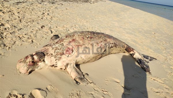 أول صور لعروس البحر