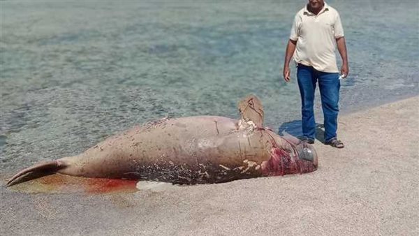 عروس بحر نافقة 