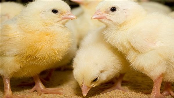 الكتاكيت في مصر