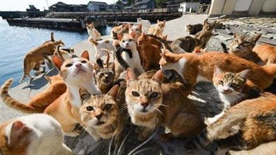 جزيرة 75% من سكانها قطط وممنوع تربية الكلاب.. ما القصة؟