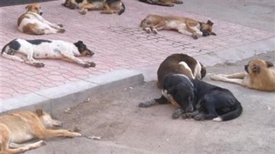 لقيتهم ميتين.. حقيقة اتهام مالك مطعم بتسميم الكلاب الضالة بمصر القديمة