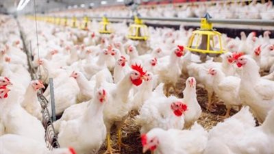 الزراعة: انتهى عصر استيراد الدواجن ونستهدف حاليا التصدير للخارج
