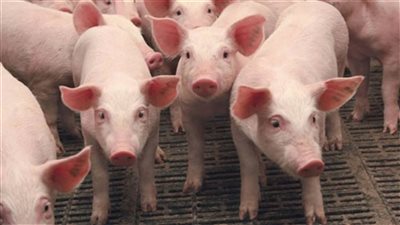 القرآن لم يحرمه.. عالم أزهري: لا توجد خصومة بين الإسلام والخنزير