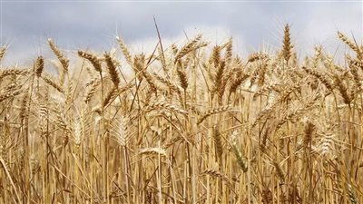 نقيب الفلاحين: ثلاثة مسارات للتوسع في زراعة محصول القمح بمصر