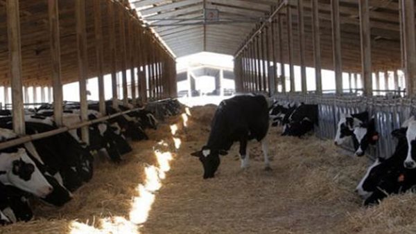 الثروة الحيوانية