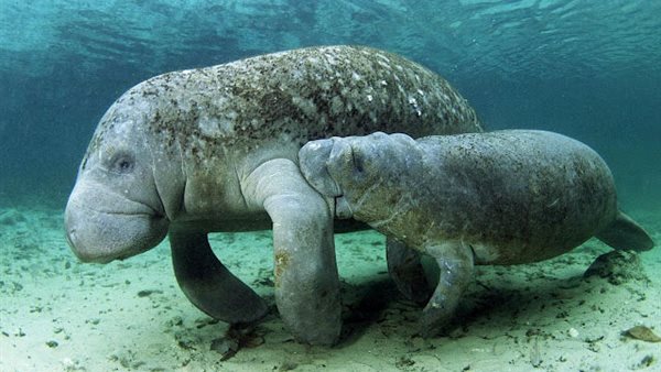 عروس البحر وصغيرها