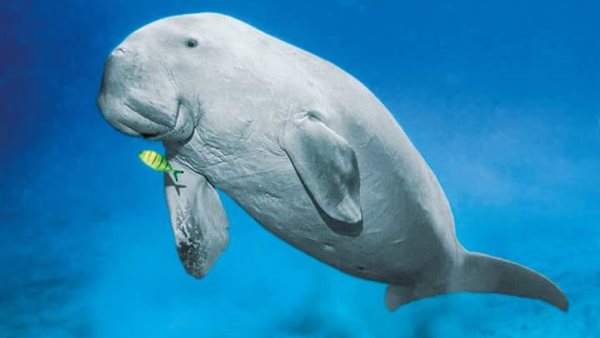 حيوان الدوجونج أو