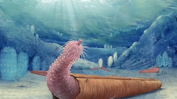 ديدان القضيب