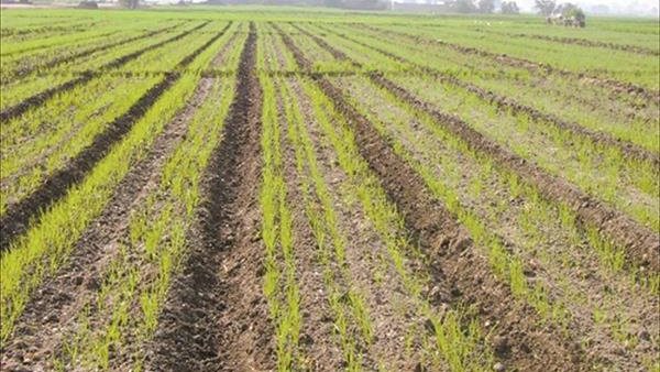 زراعة القمح على مصاطب