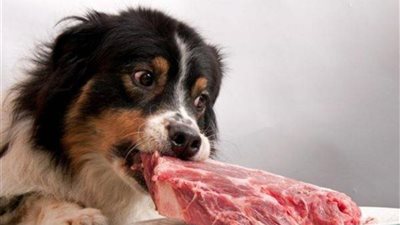 دار الإفتاء: إطعام الحيوانات من لحم الخنزير جائز شرعًا