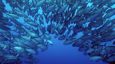 مستريح جديد.. 25 شخصا يتهمون صاحب شركة بالاستيلاء على ملايين الجنيهات بزعم الاستثمار في الثروة السمكية