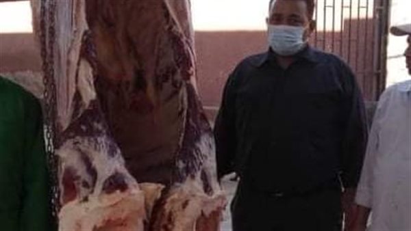 ضبط رأس ماشية مصابة