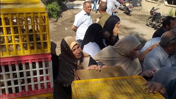 مشروع تربية البط