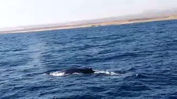 ظهور الحوت الأحدب