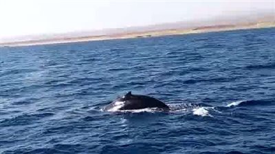 ظهور الحوت الأحدب قبالة سواحل مرسى علم جنوبي البحر الأحمر