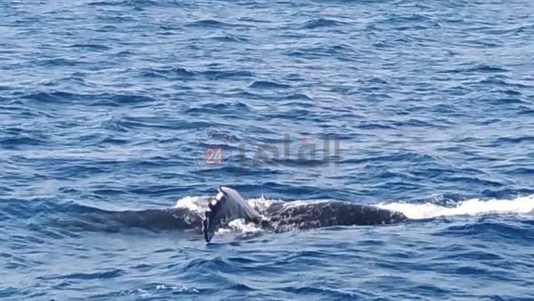 الحوت الأحدب في مرسى