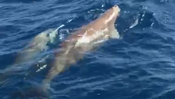 الدوجونج عروس البحر