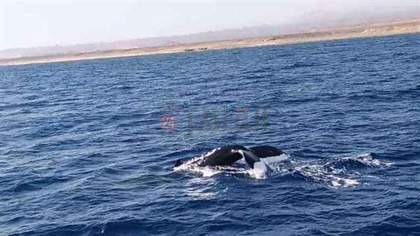 الحوت الأحدب في مرسى