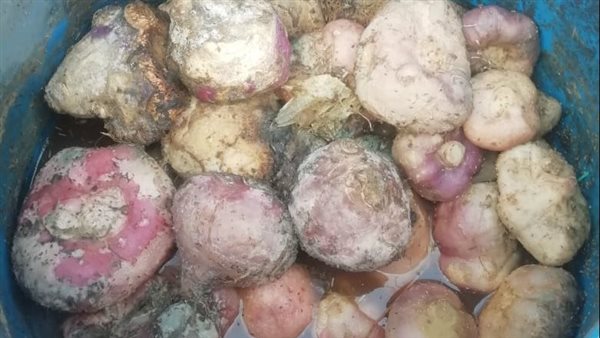 مخللات فاسدة بالبحيرة