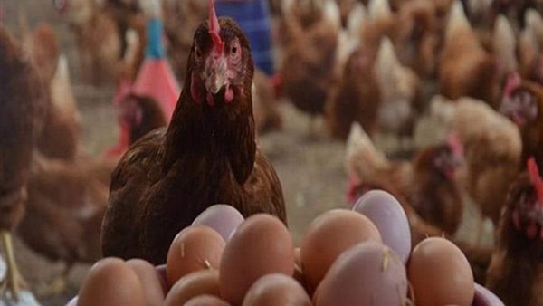 الدواجن والبيض