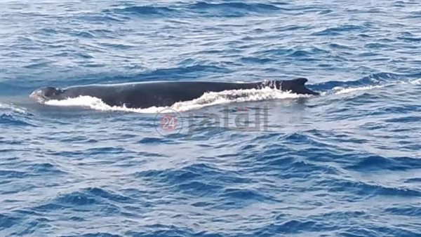 الحوت الأحدب في مرسى