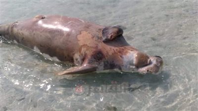 نفوق ثاني عروس بحر بأحد شواطئ مدينة شلاتين في أقل من أسبوع | صور